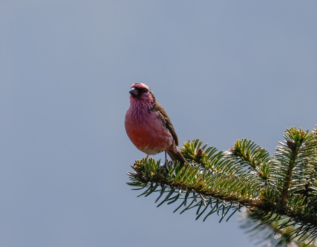 Himalayan White-browed Rosefinch - Peter Crosson