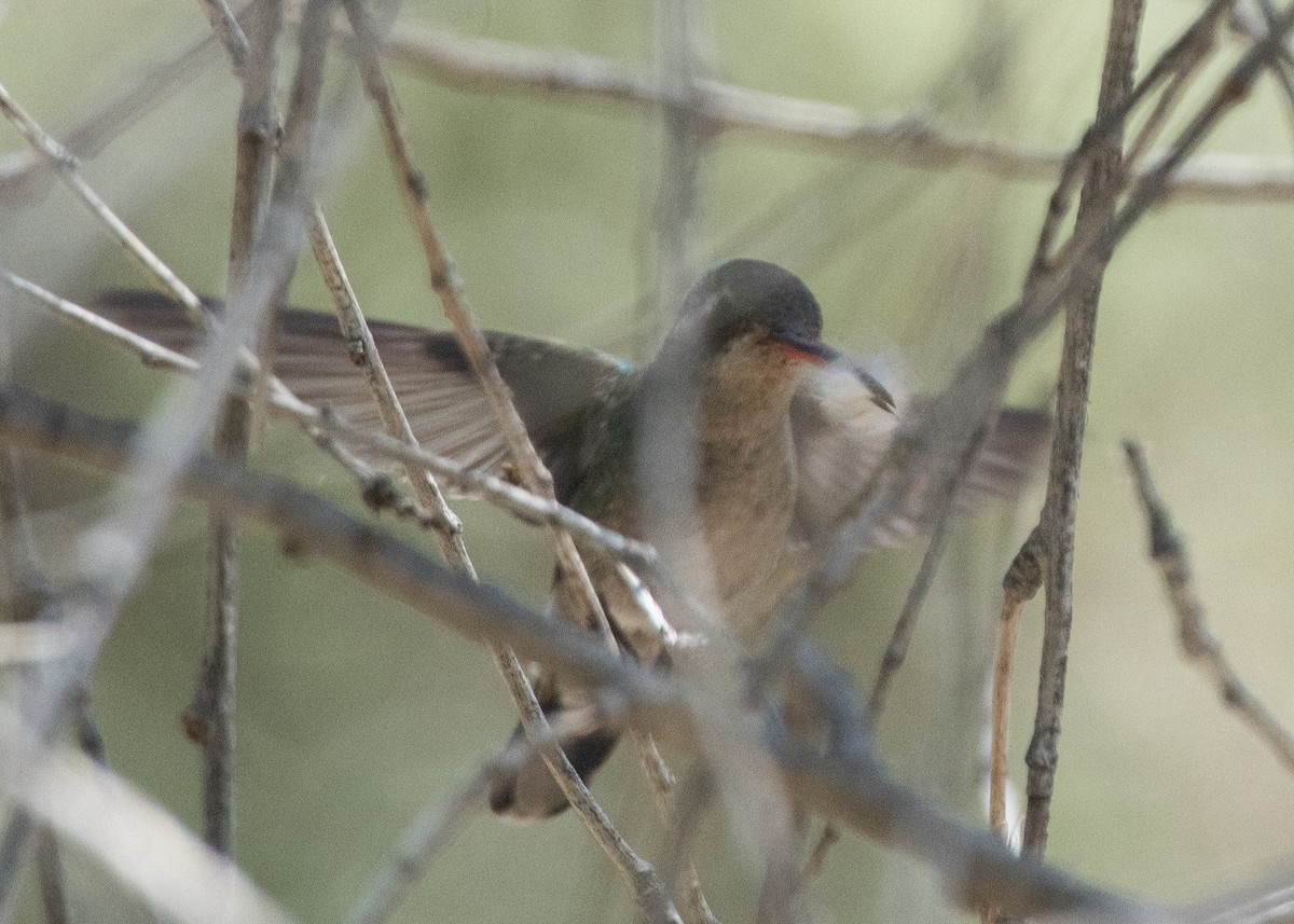 Broad-billed Hummingbird - Bente Torvund