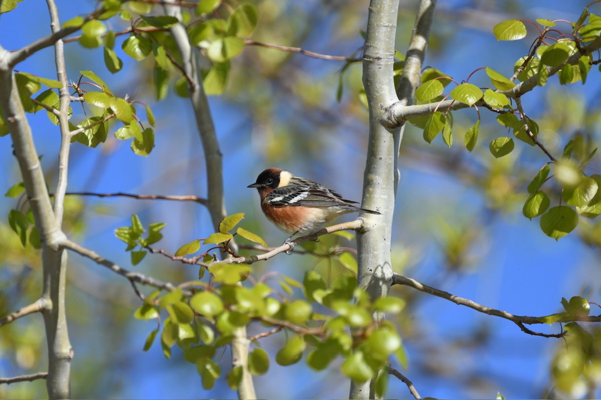 Bay-breasted Warbler - ML618585110