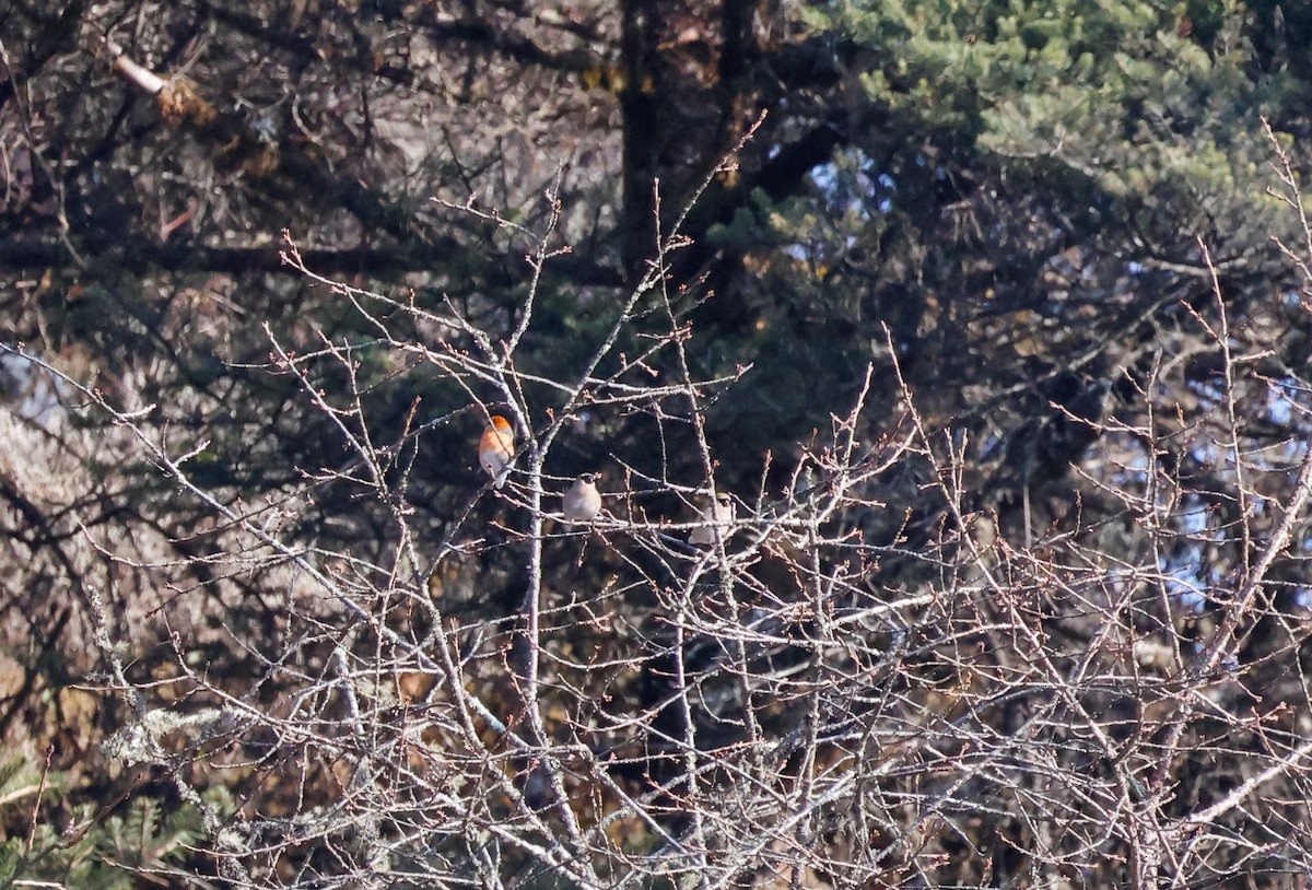 Red-headed Bullfinch - ML618585112