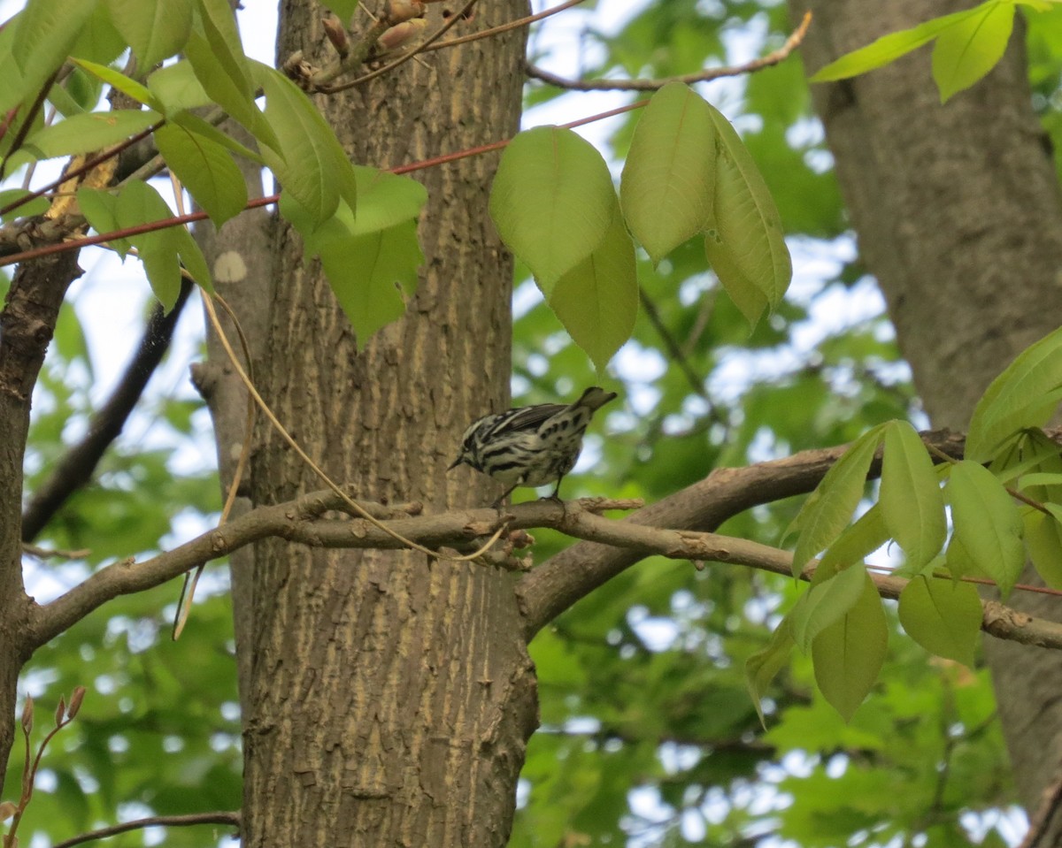 Black-and-white Warbler - ML618585150