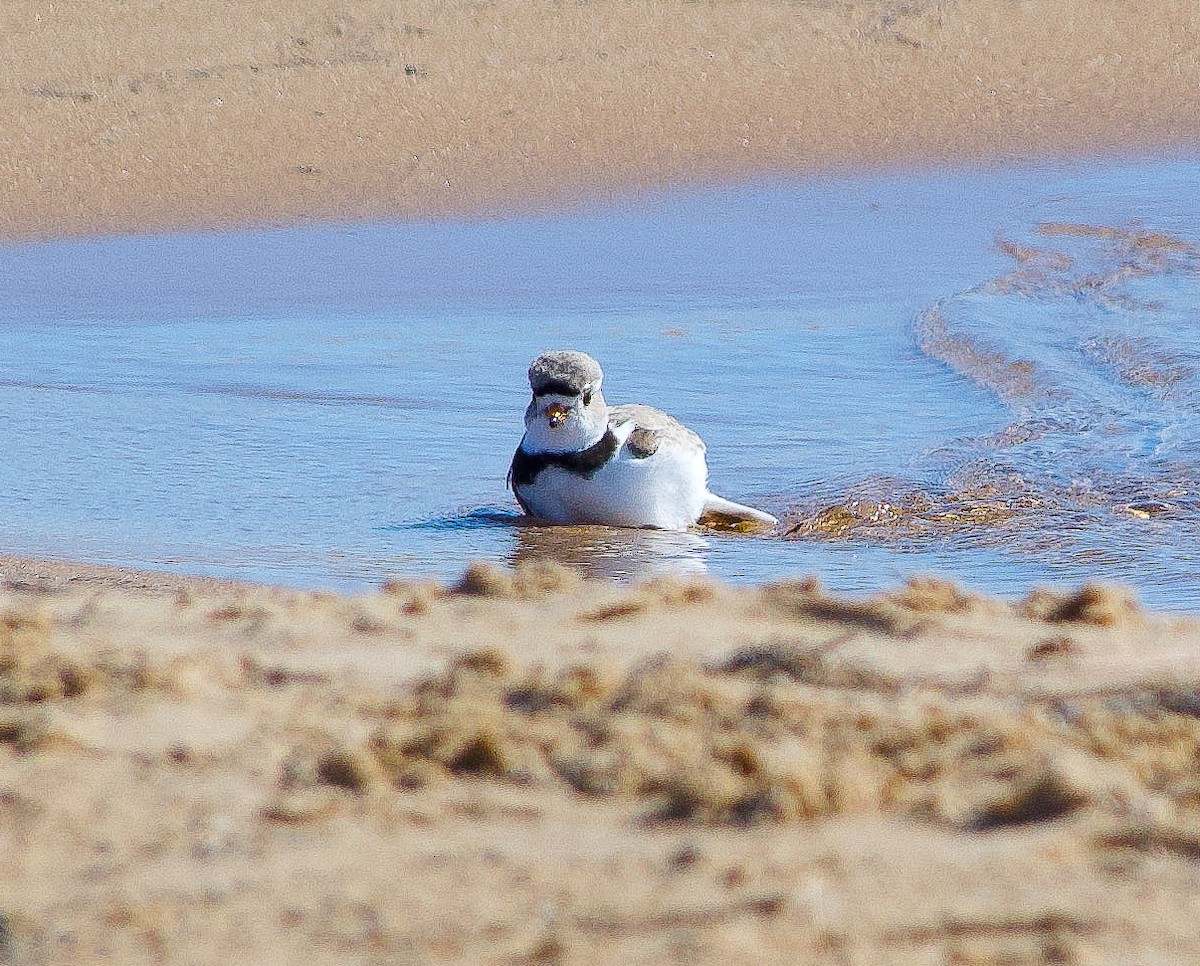 Piping Plover - ML618585160