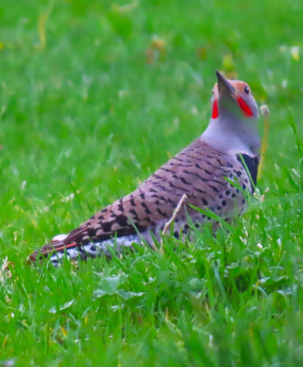 Northern Flicker (Red-shafted) - ML618585262