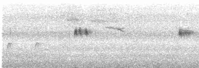 Mirlo Acuático Norteamericano - ML618585278