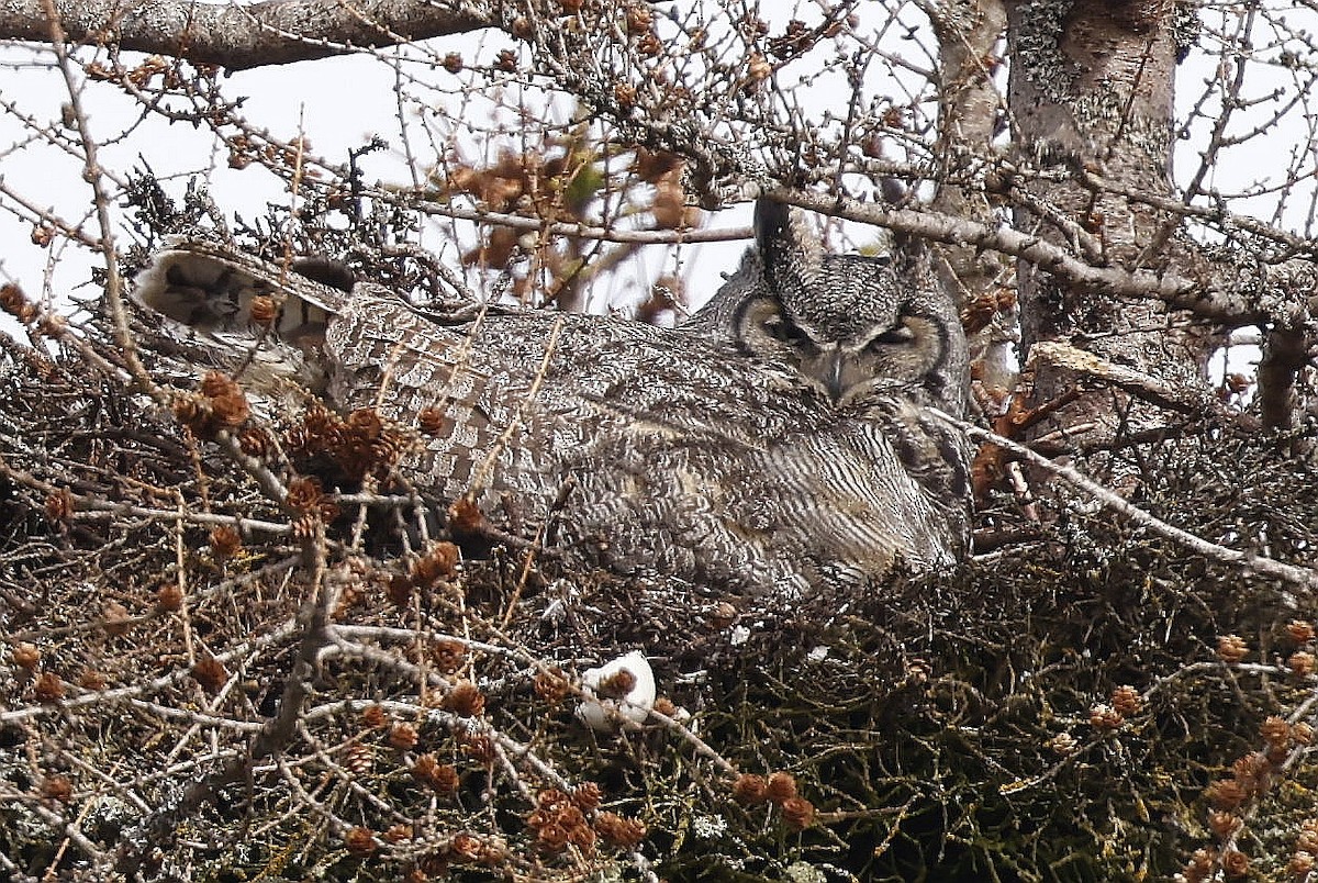 Great Horned Owl - ML618585301