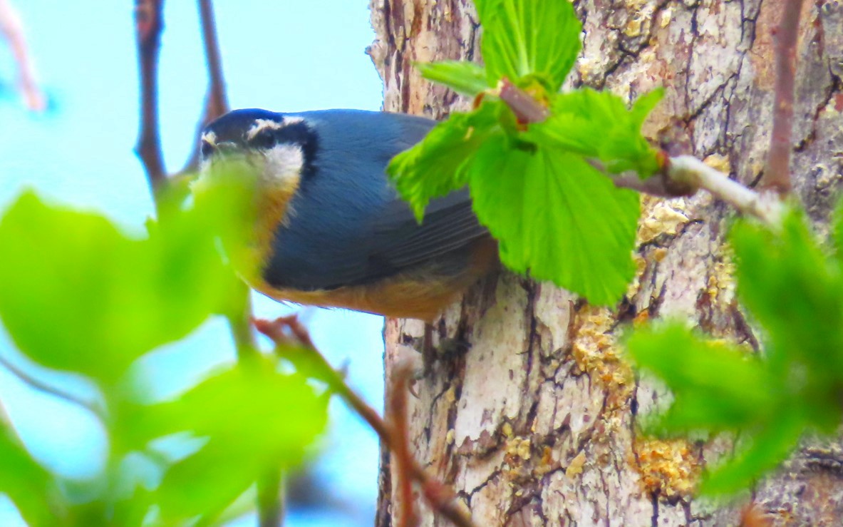 Red-breasted Nuthatch - ML618585307