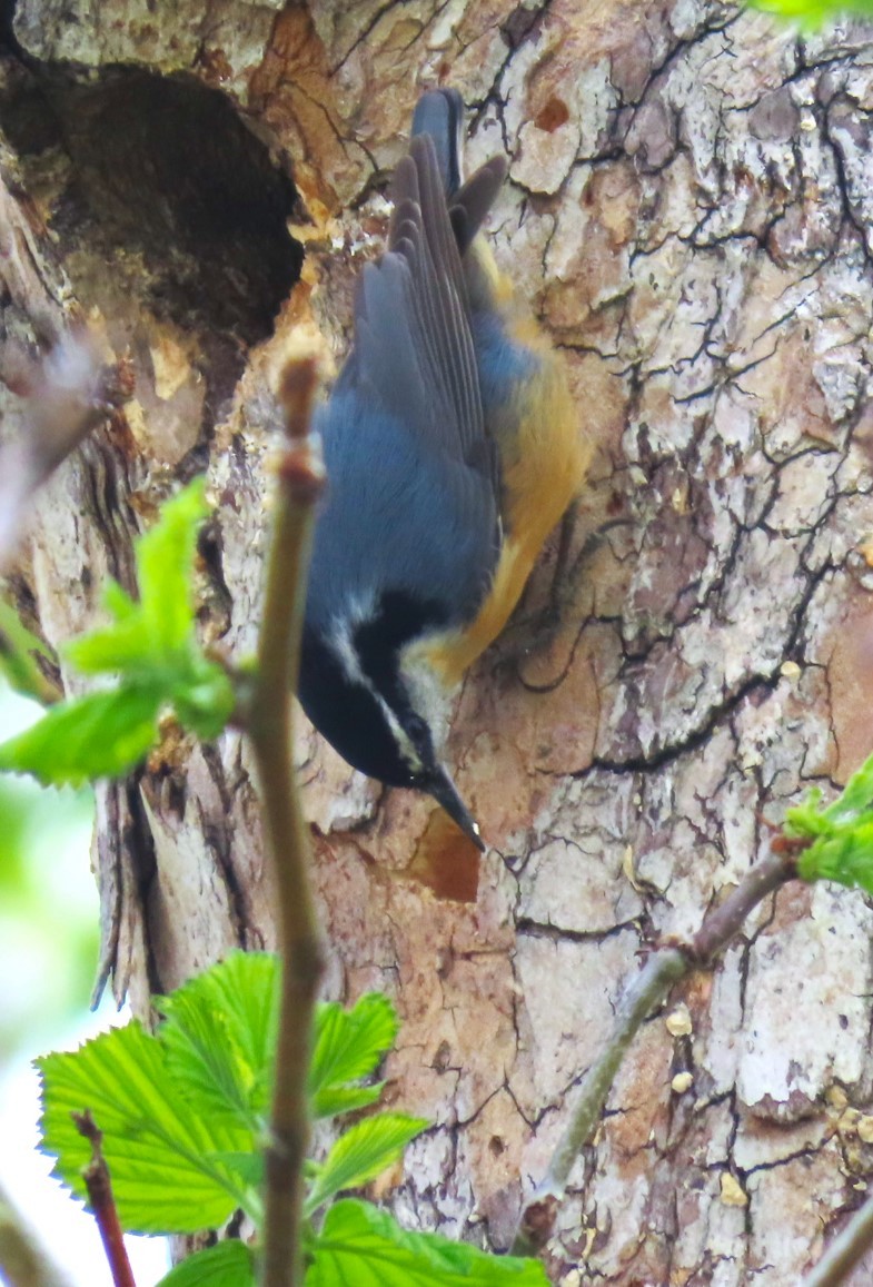 Red-breasted Nuthatch - ML618585308
