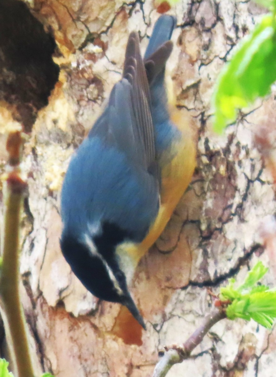 Red-breasted Nuthatch - ML618585309