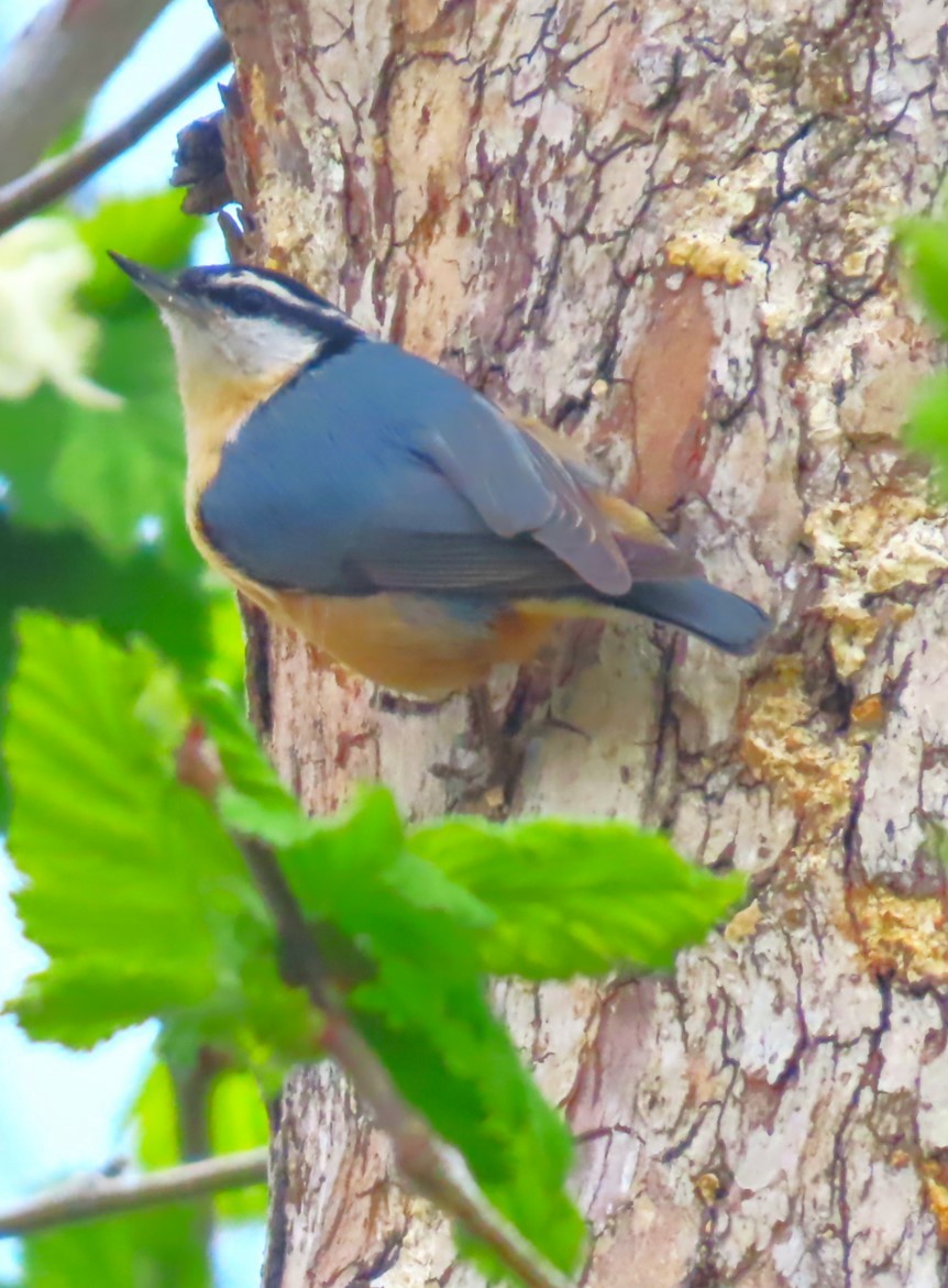 Red-breasted Nuthatch - ML618585310