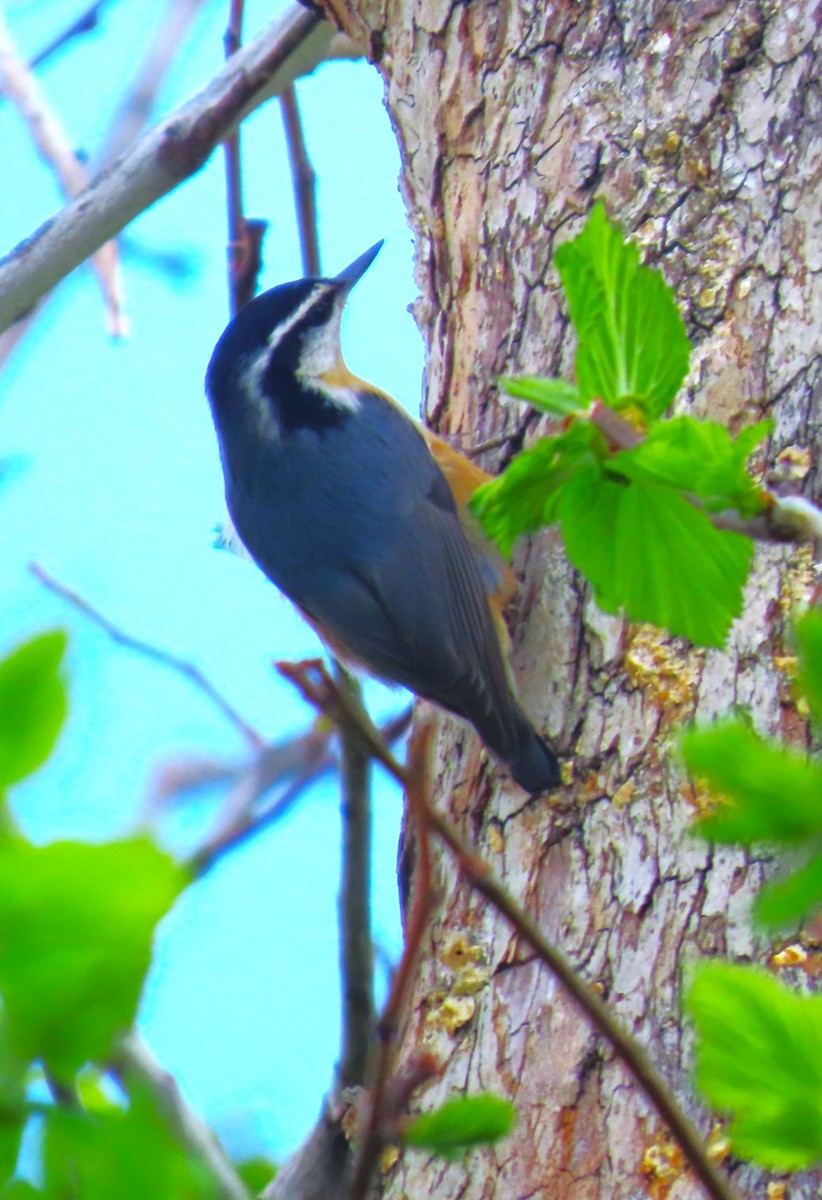 Red-breasted Nuthatch - ML618585311