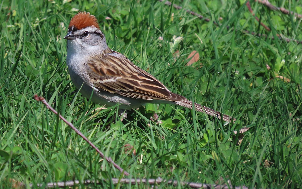 Chipping Sparrow - ML618585375