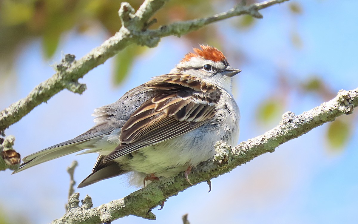 Chipping Sparrow - ML618585377