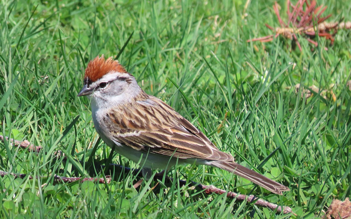 Chipping Sparrow - ML618585378