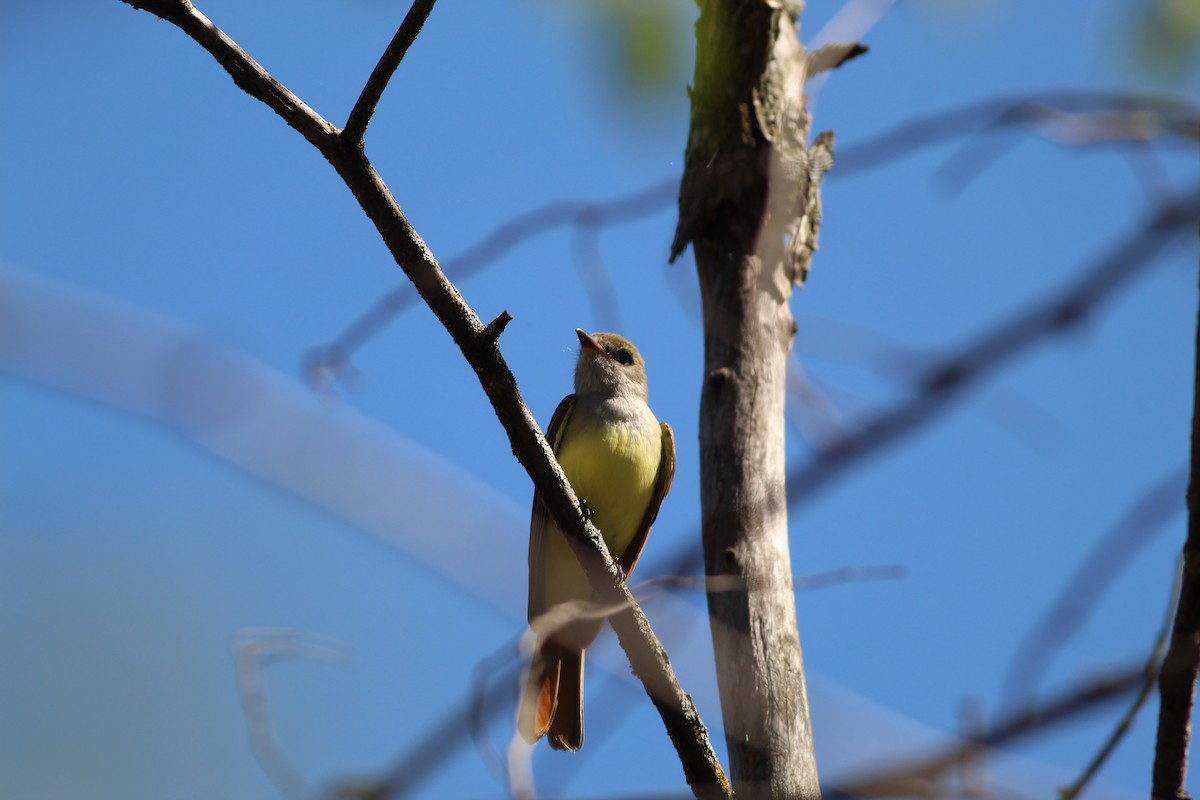 Great Crested Flycatcher - ML618585407