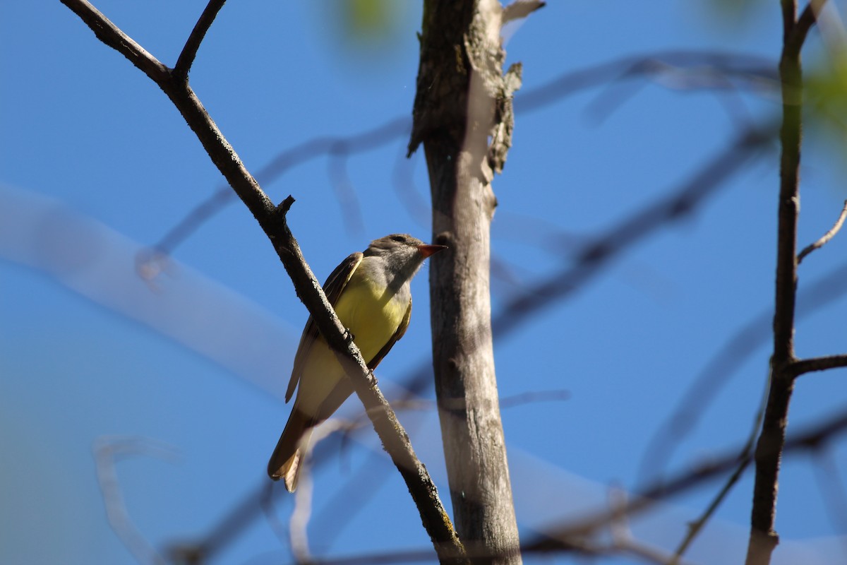 Great Crested Flycatcher - ML618585408