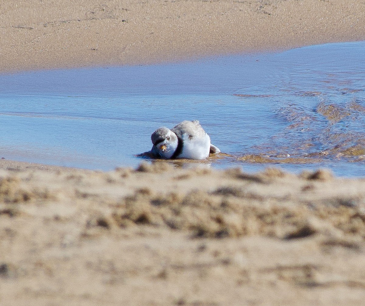 Piping Plover - ML618585453