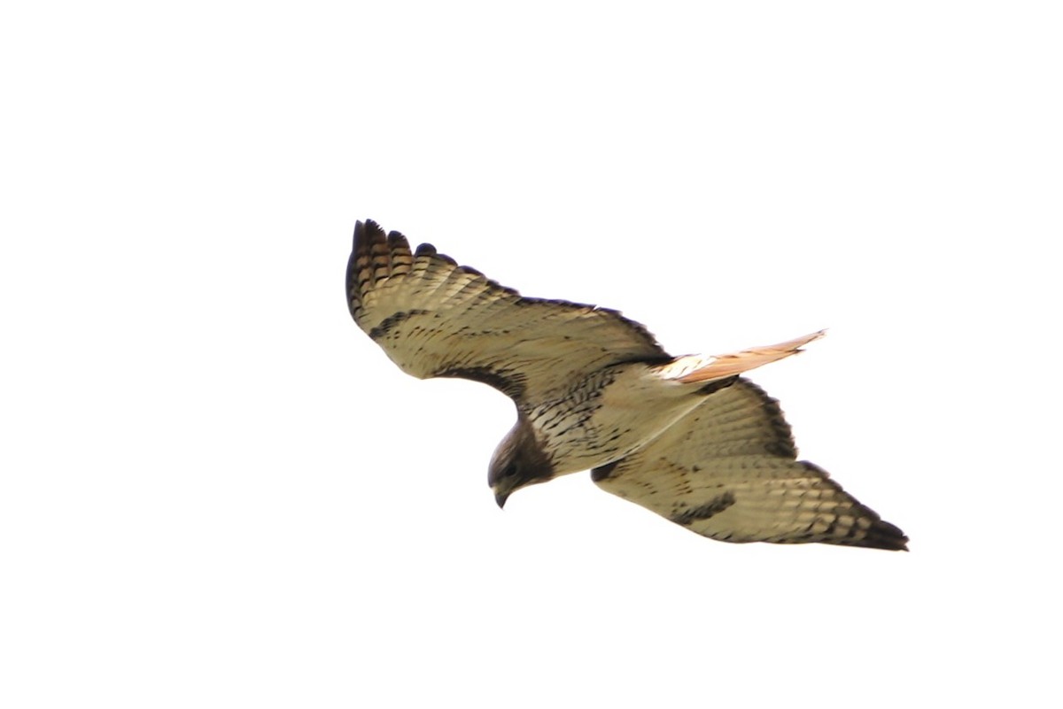 Red-tailed Hawk - ML618585458