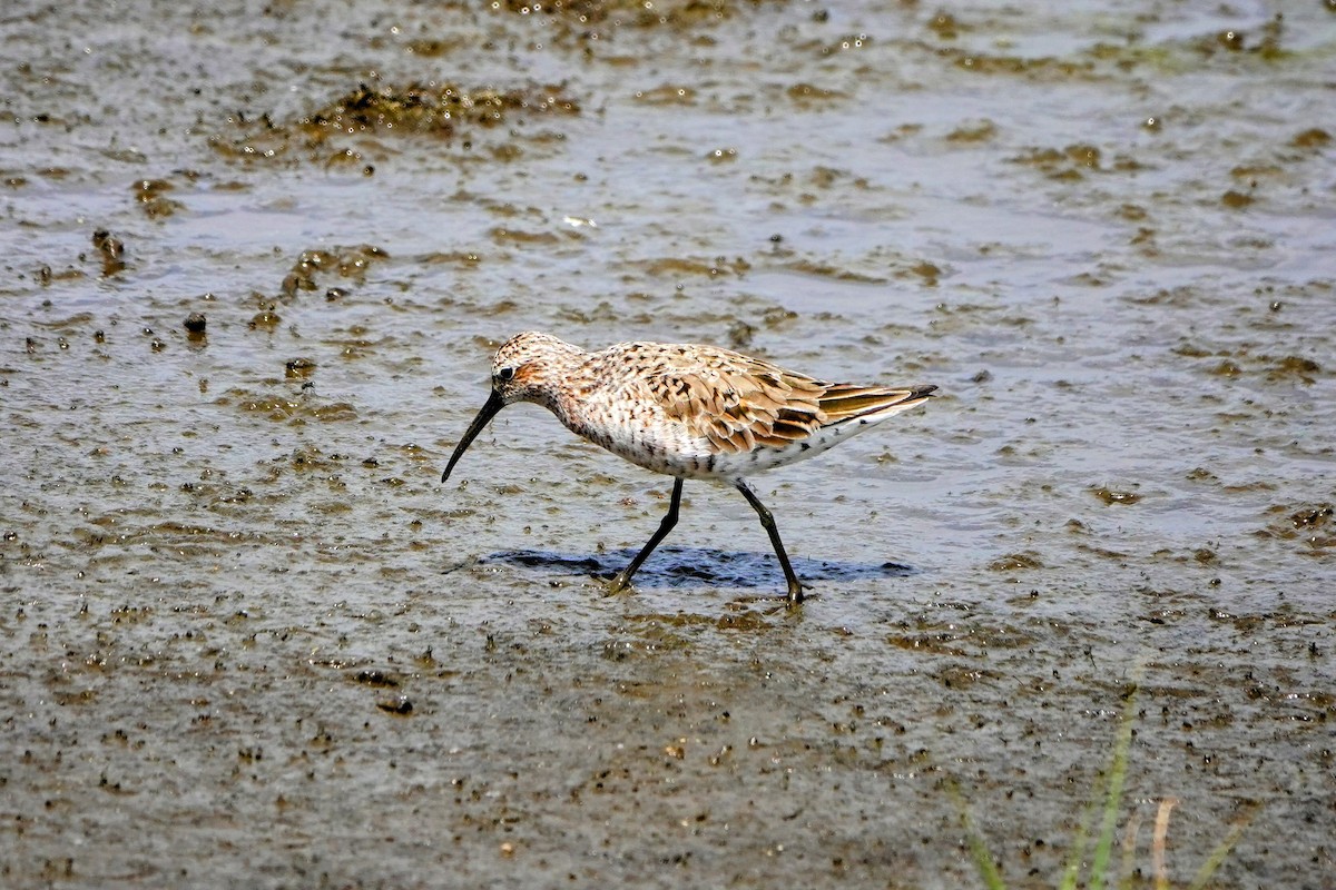 Curlew Sandpiper - Haofeng Shih