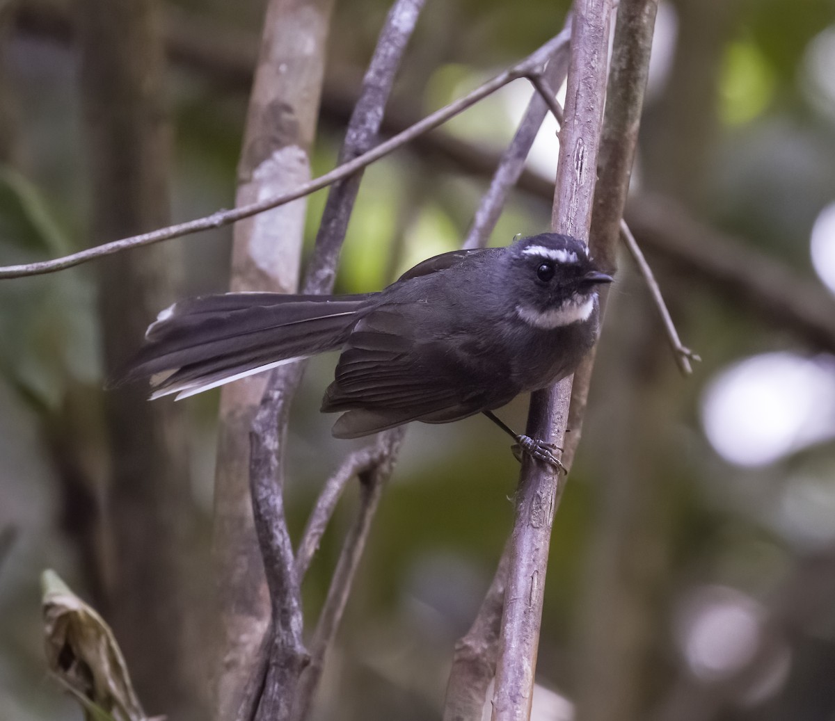 White-throated Fantail - ML618585475