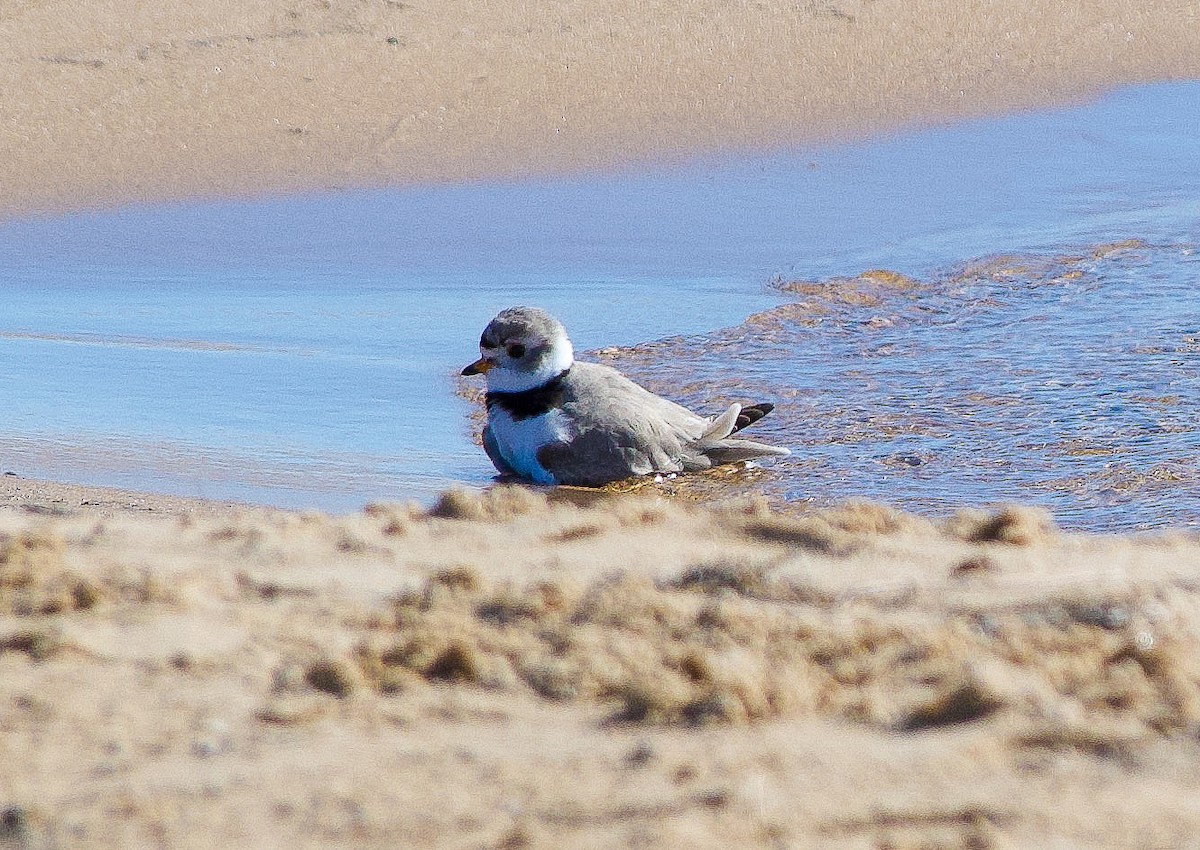 Piping Plover - ML618585479