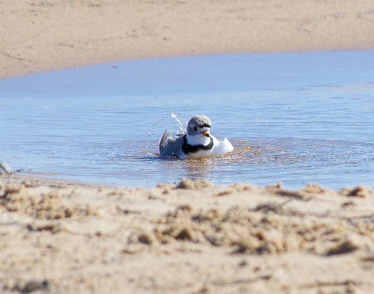 Piping Plover - ML618585487