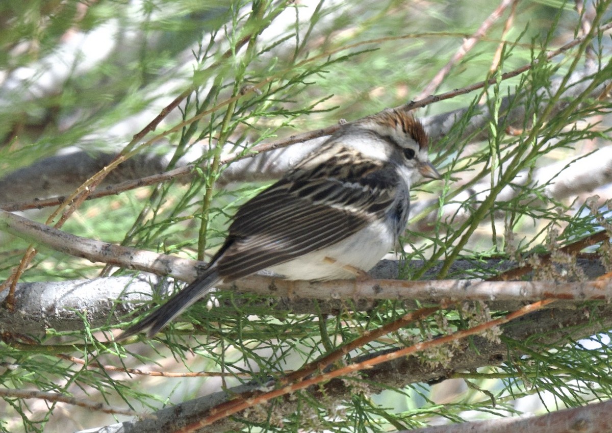 Chipping Sparrow - ML618585492