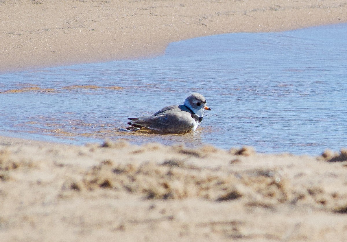 Piping Plover - ML618585514