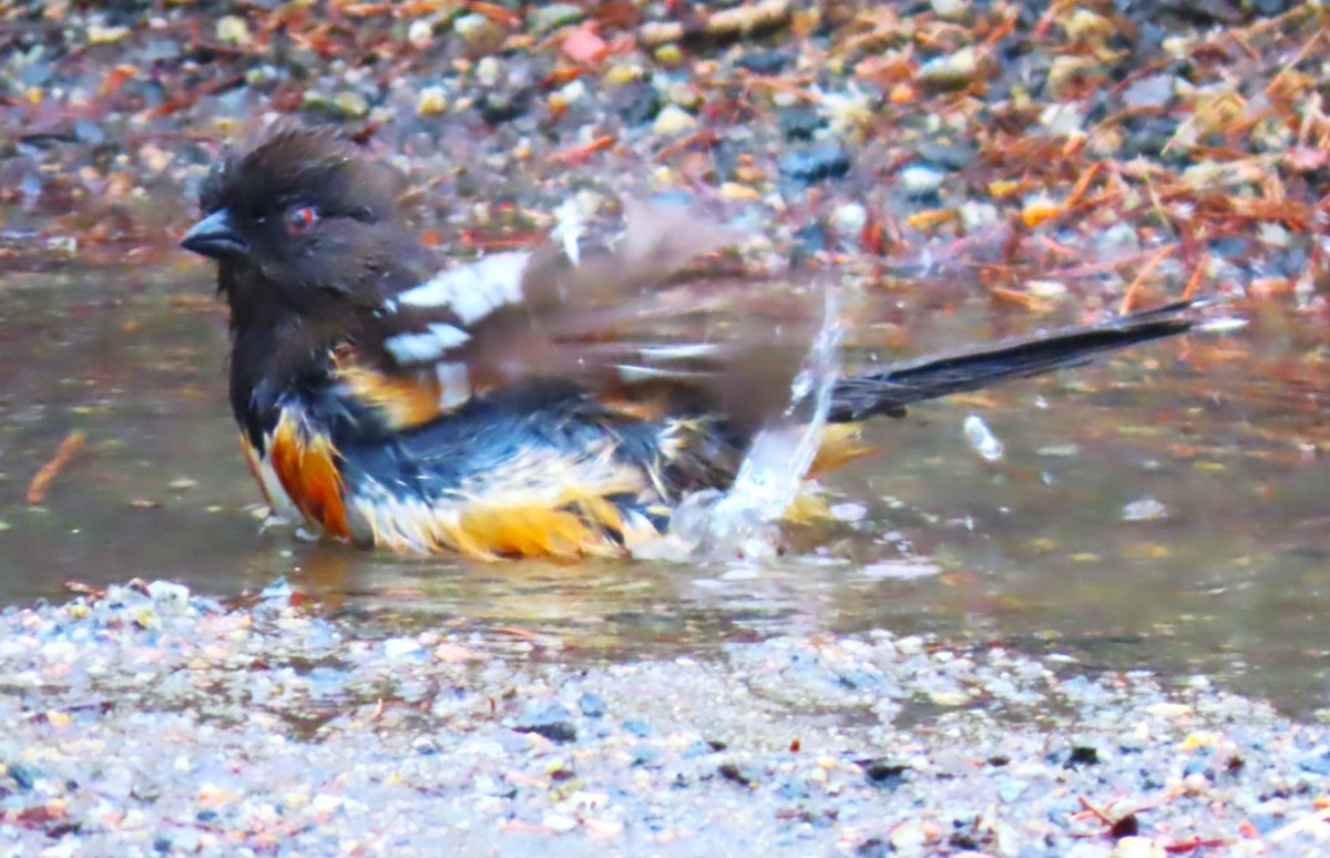 Spotted Towhee - ML618585530