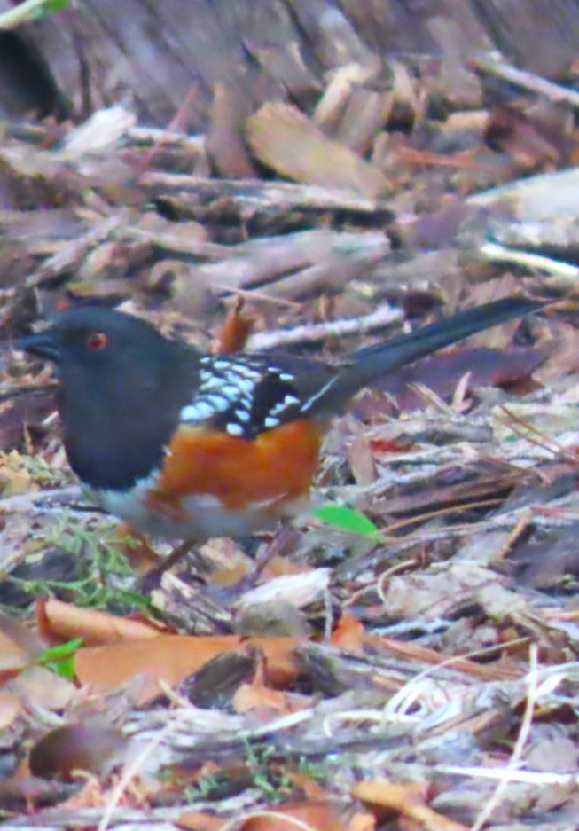 Spotted Towhee - ML618585531