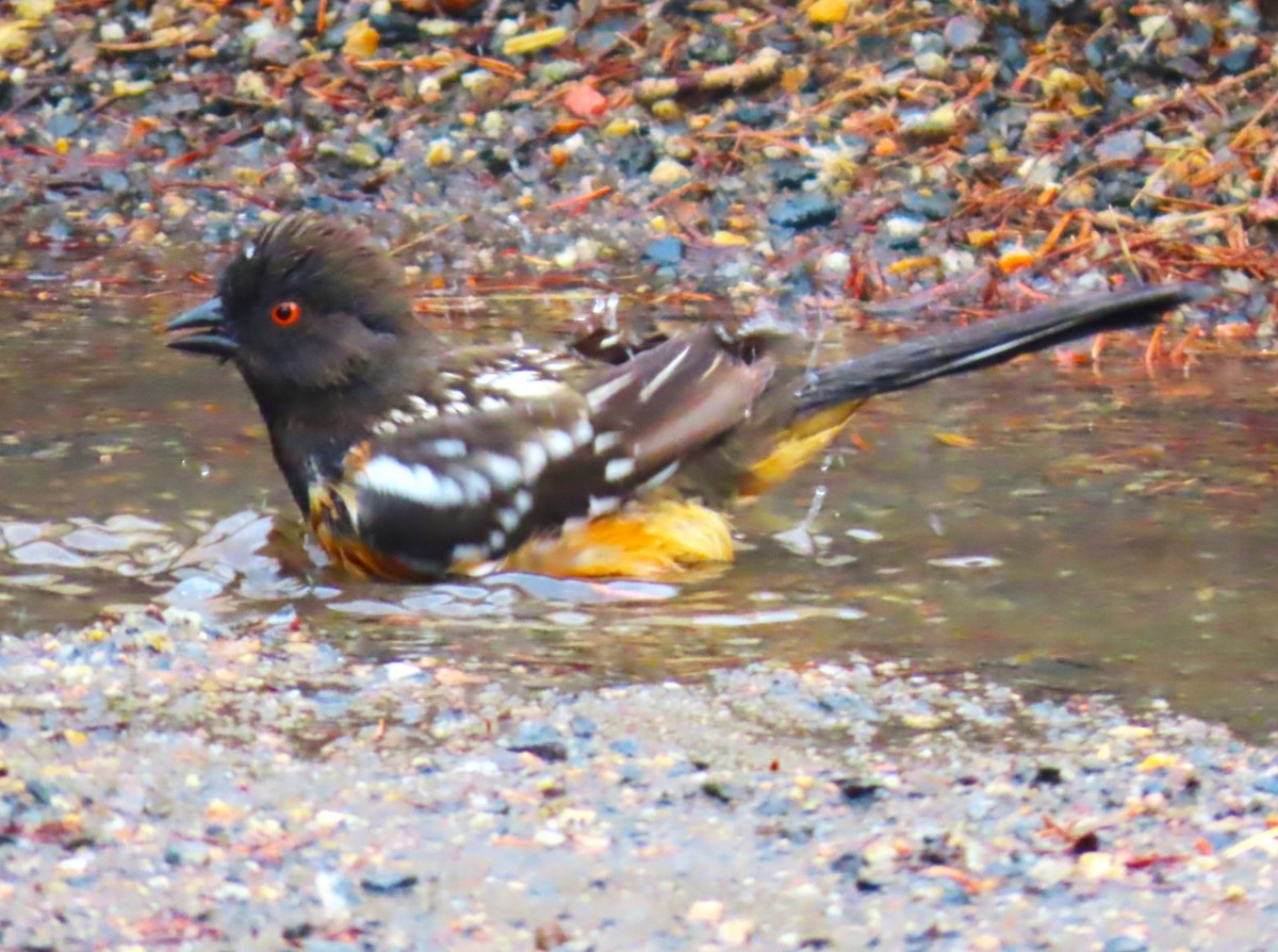 Spotted Towhee - Patrick O'Driscoll