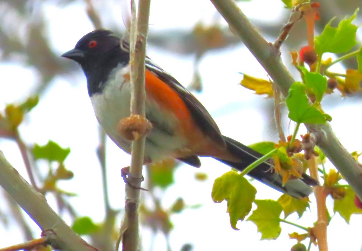 Spotted Towhee - ML618585533