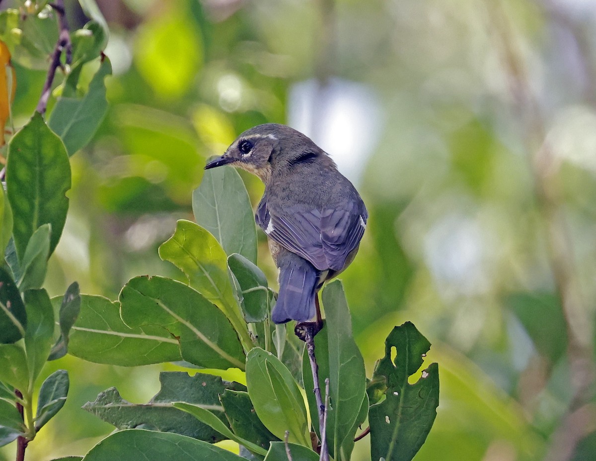 Black-throated Blue Warbler - ML618585539