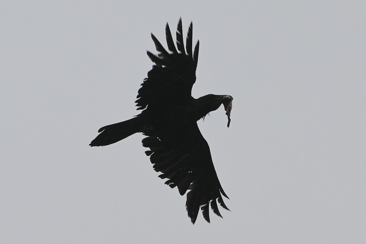 Common Raven - ML618585553