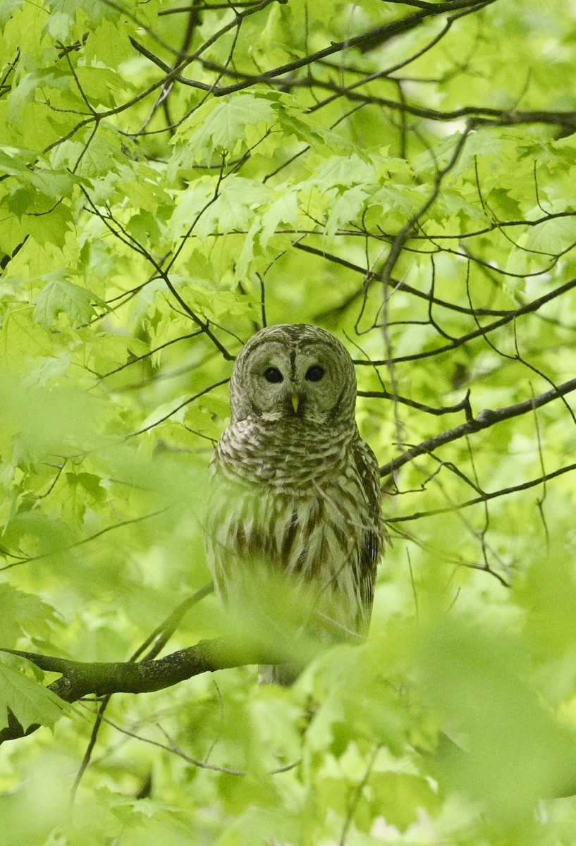 Barred Owl - ML618585560