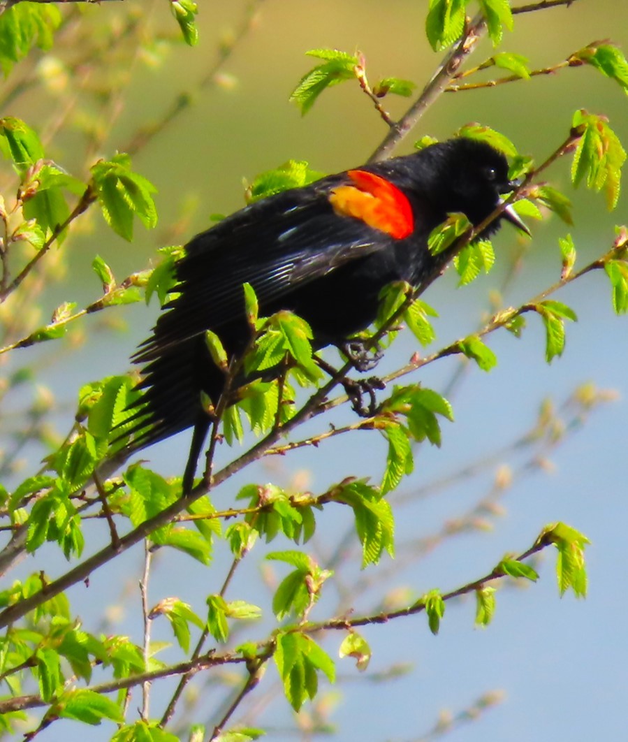 Red-winged Blackbird - Patrick O'Driscoll