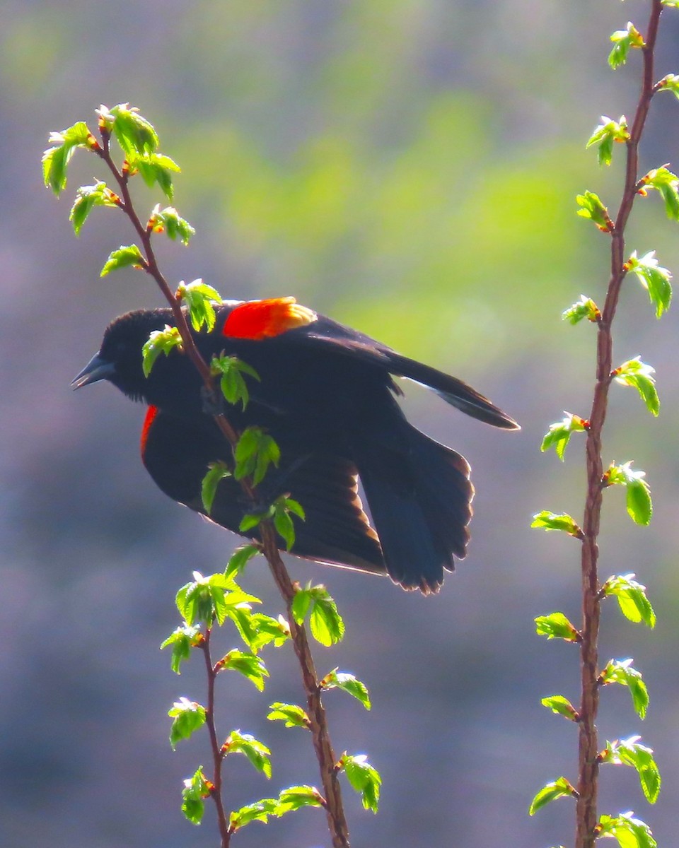 Red-winged Blackbird - ML618585584