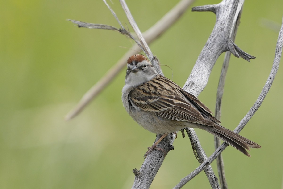 Chipping Sparrow - ML618585605