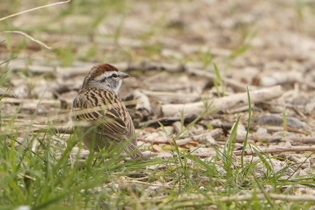 Chipping Sparrow - ML618585606