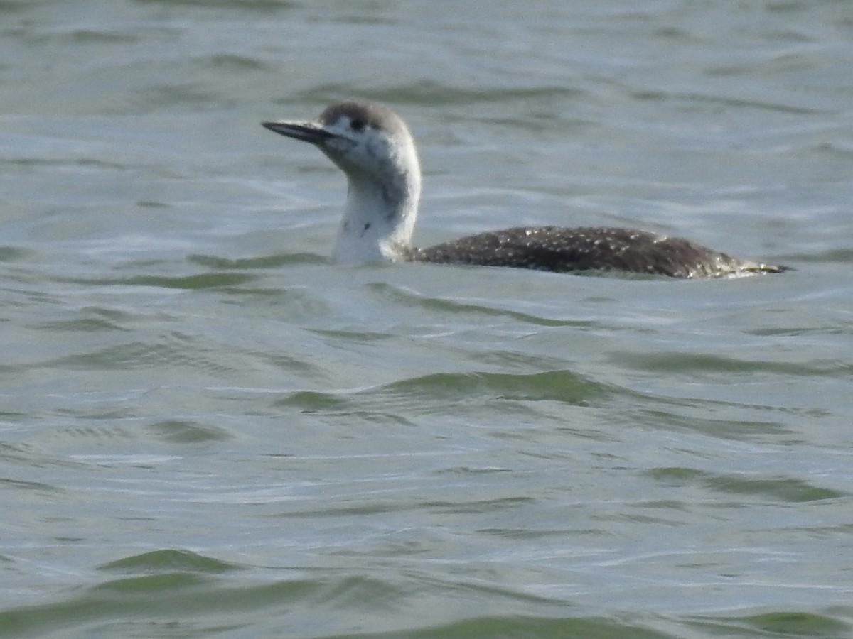 Red-throated Loon - Linda Standfield