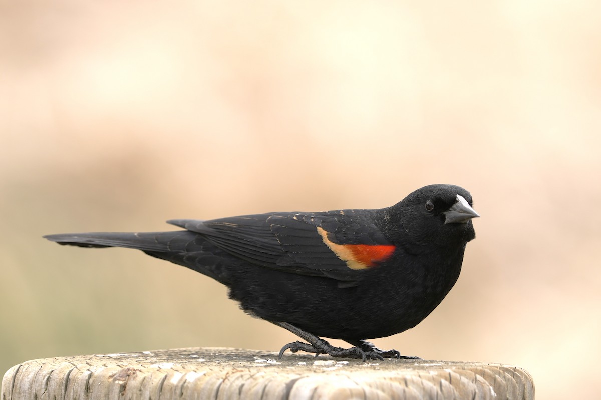 Red-winged Blackbird - Steve Hebert