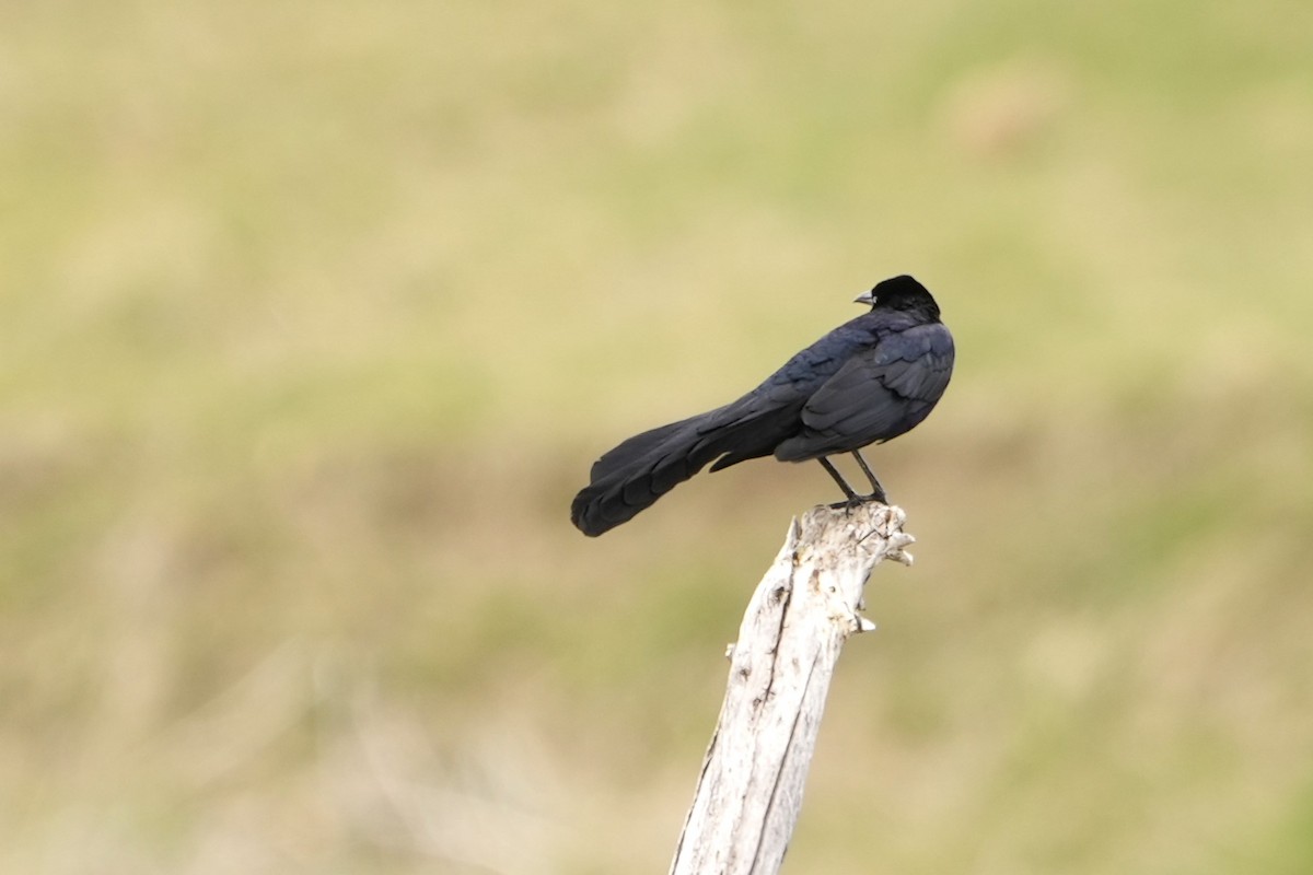 Great-tailed Grackle - ML618585738