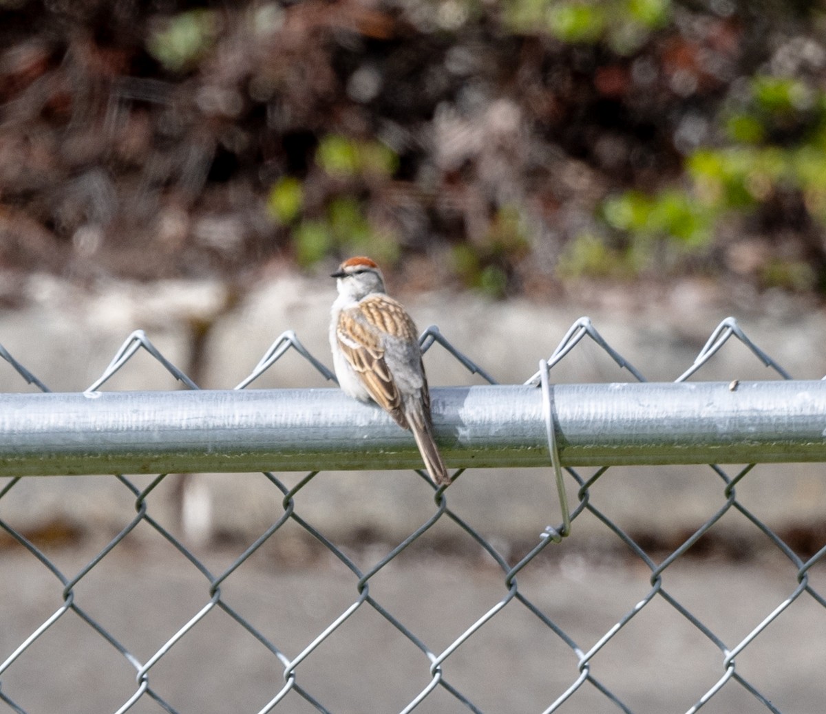 Chipping Sparrow - ML618585745
