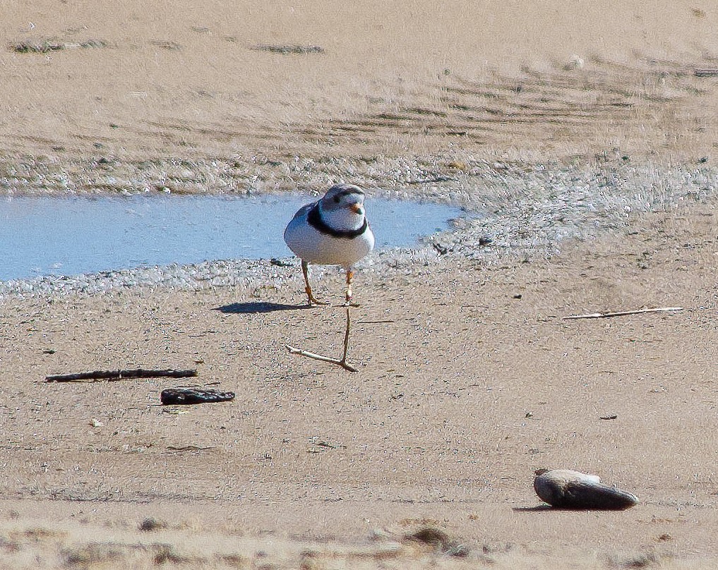 Piping Plover - Beth Miller