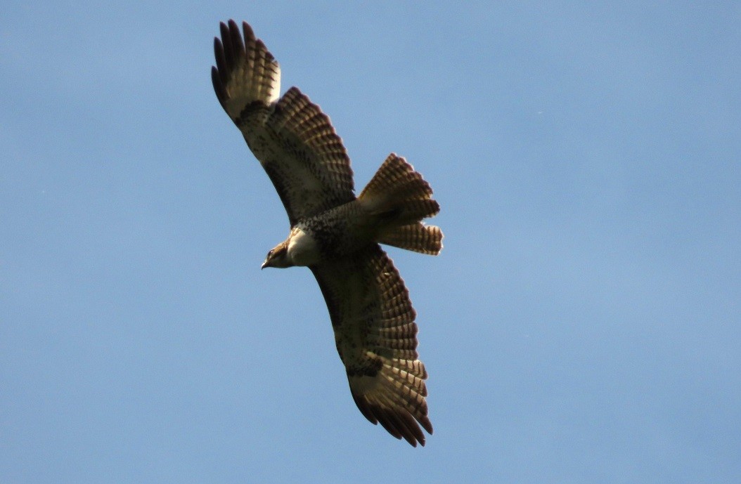 Red-tailed Hawk - ML618585802