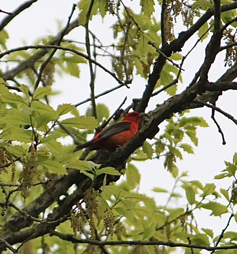 Scarlet Tanager - ML618585818