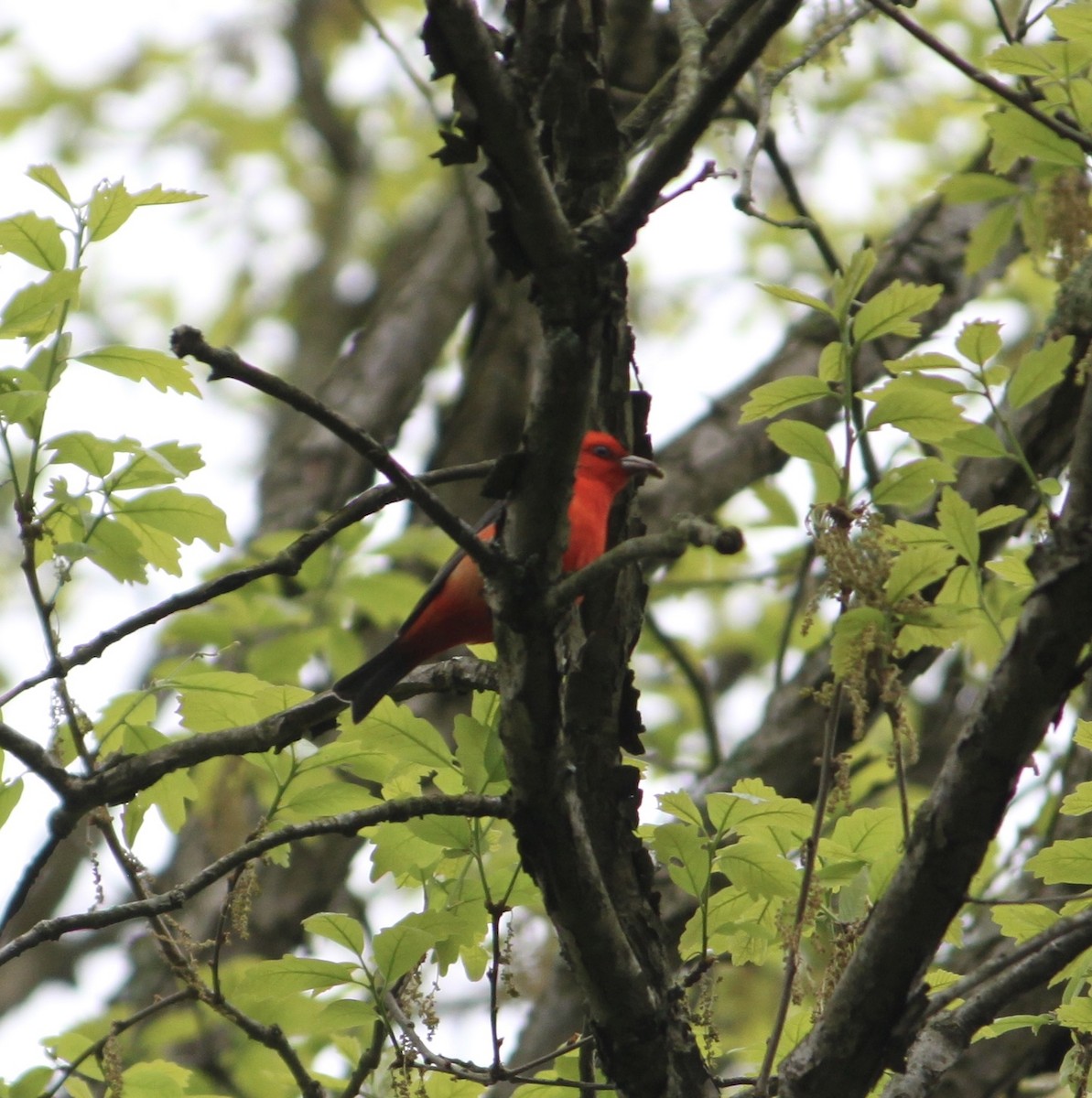 Scarlet Tanager - ML618585819