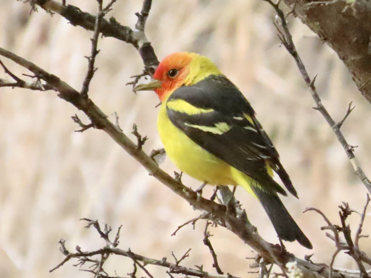 Western Tanager - ML618585822