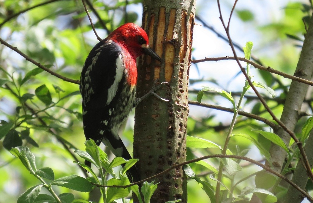 Red-breasted Sapsucker - ML618585835