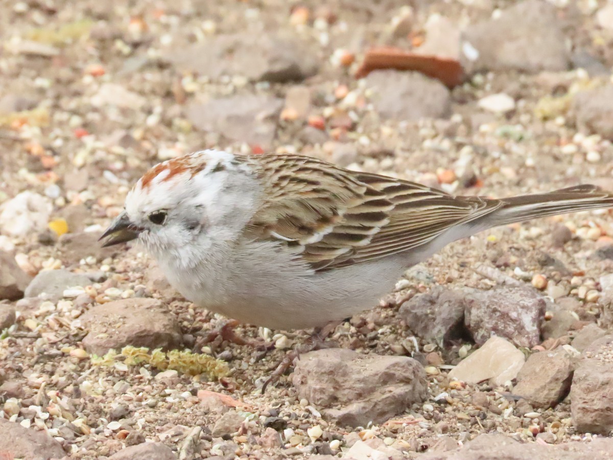 Chipping Sparrow - ML618585862