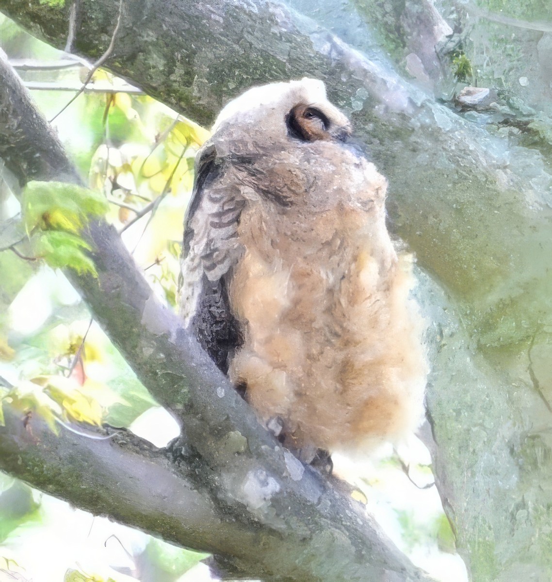 Great Horned Owl - ML618585886